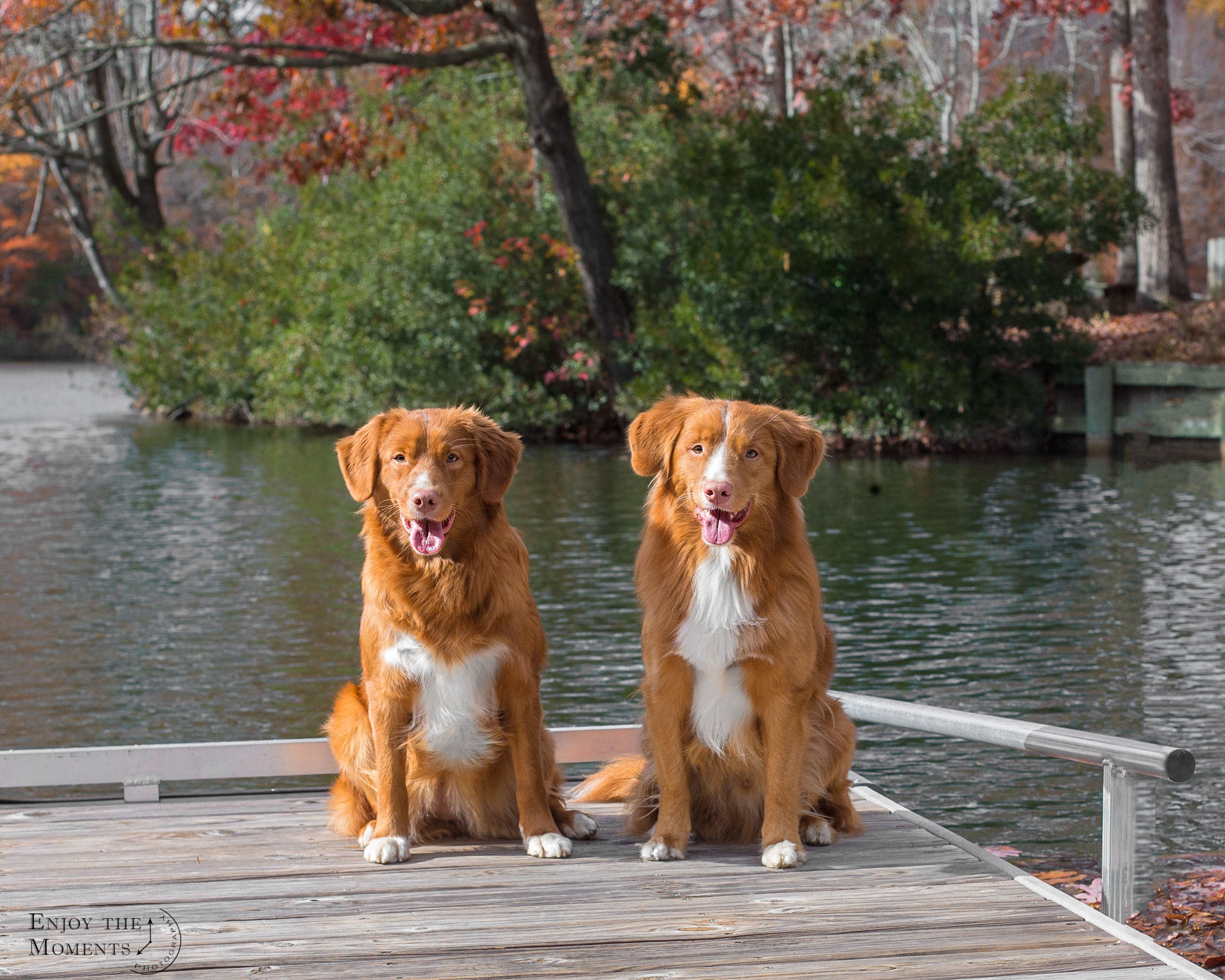 tollers